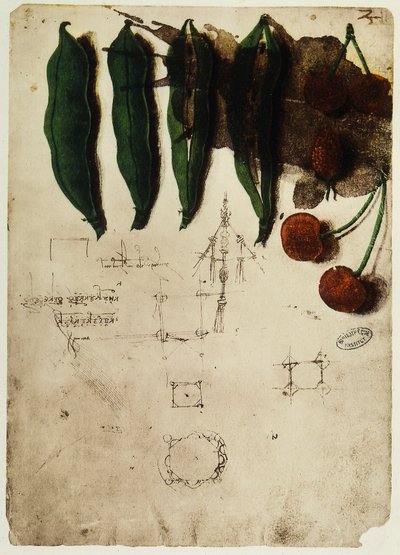 Cerezas y guisantes, parte del Códice B (2173), c.2r, en el Institut de France, París de Leonardo da Vinci